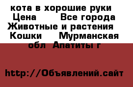 кота в хорошие руки › Цена ­ 0 - Все города Животные и растения » Кошки   . Мурманская обл.,Апатиты г.